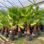 Mexická palma (Washingtonia robusta) – výška 200-220 cm, výška kmeňa 80-90 cm, kont. C50L (-4°C) 